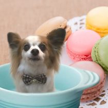 パピヨン×チワワmix