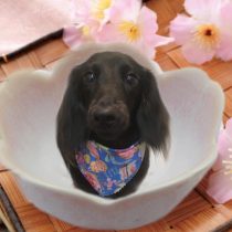 カニヘンダックス