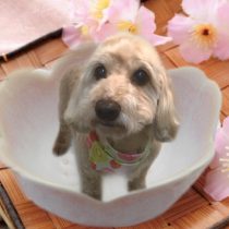 Mダックス×トイプードルmix