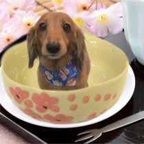 Mダックスフント