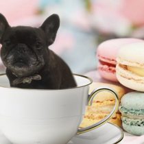 フレンチブルドッグ