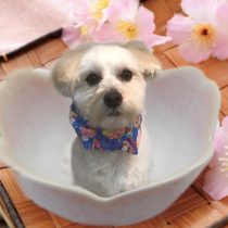 マルチーズ×トイプードルmix