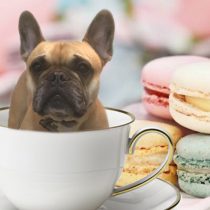 フレンチブルドッグ