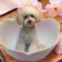 ポメラニアン×トイプードルmix