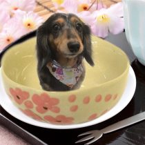 Mダックスフント