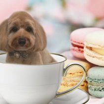 Mダックス×トイプードルmix