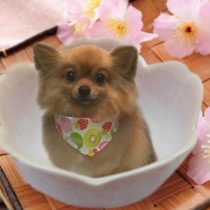 ポメラニアン×チワワmix