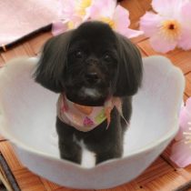 パピヨン×トイプードルmix