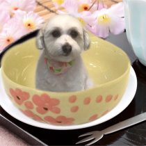 マルチーズ×パピヨンmix