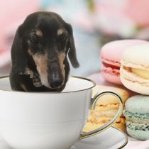 Mダックスフント