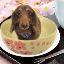 Mダックスフント