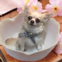 チワワ