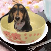 Mダックスフント