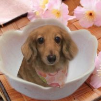 Mダックスフント