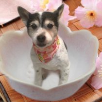 ジャックラッセルテリア