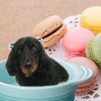 Mダックスフント