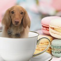 Mダックスフント