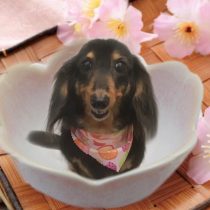 Mダックスフント