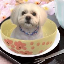ペキニーズ×ビションmix