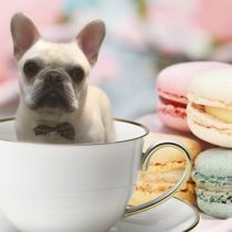 フレンチブルドッグ