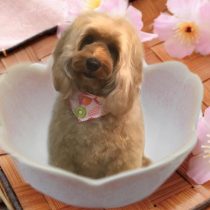 オーストラリアンラブラドゥードゥル