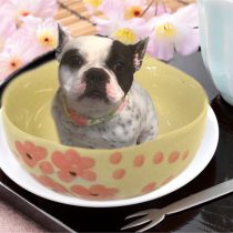 フレンチブルドッグ