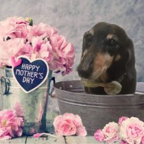 Mダックスフント