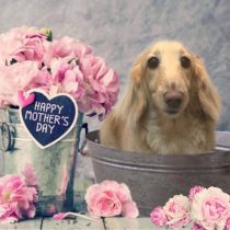 Mダックスフント