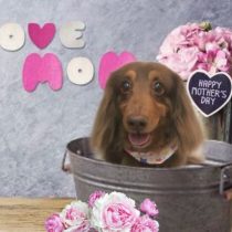 Mダックスフント