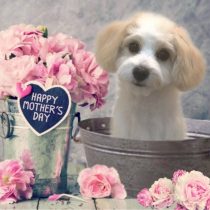 キャバリア×ビション