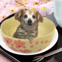 チワワ×Mダックスmix