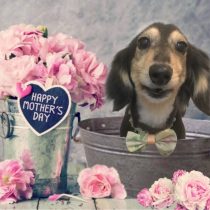 Mダックスフント