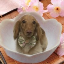 Mダックスフント