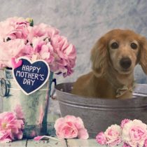 Mダックスフント