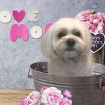 ペキニーズ×ビションmix