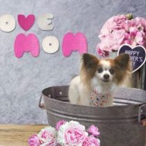 パピヨン×チワワ