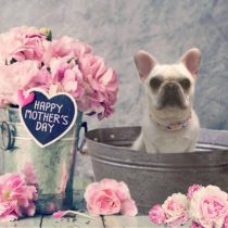 フレンチブルドッグ