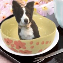 ボーダーコリー