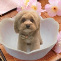 マルチーズ×トイプードルmix