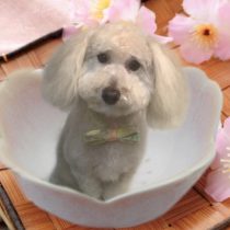 トイプードル×マルチーズMIX