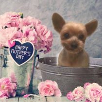 ヨークシャーテリア