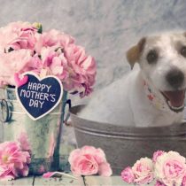 ジャックラッセルテリア