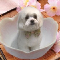 マルチーズ×チワワmix