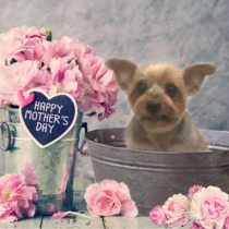 ヨークシャーテリア