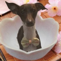 イタリアングレーハウンド