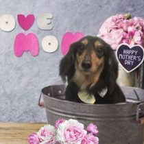 Mダックスフント