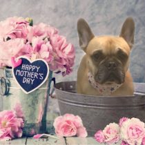 フレンチブルドッグ