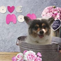 パピヨン×チワワmix