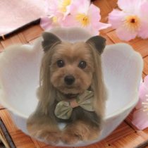 ヨークシャーテリア