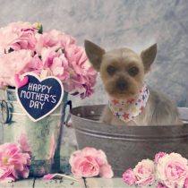 ヨークシャーテリア